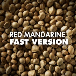 Semillas | Red Mandarine | Fast Version | 10 semillas | Granel