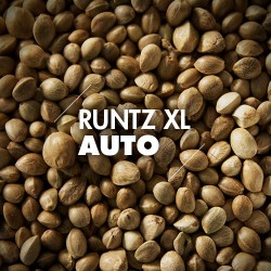 Semillas | Runtz XL | Auto | 10 semillas | Granel