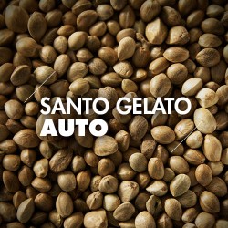 Semillas | Santo Gelato | Auto | 10 semillas | Granel