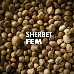 Semillas | Sherbet | Fem | 10 semillas | Granel