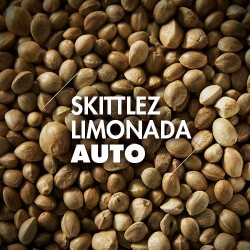 Semillas | Skittlez Limonada | Auto | 10 semillas | Granel