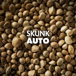 Semillas | Skunk | Auto | 10 semillas | Granel