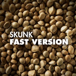 Semillas | Skunk | Fast Version | 10 semillas | Granel