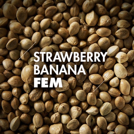 Semillas | Strawberry Banana | Fem | 10 semillas | Granel