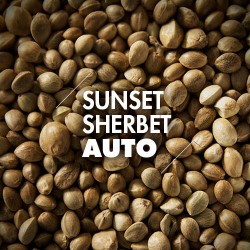 Semillas | Sunset Sherbet | Auto | 10 semillas | Granel