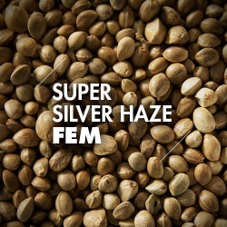 Semillas | Super Silver Haze | Fem | 10 semillas | Granel