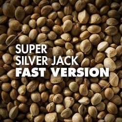 Semillas | Super Silver Jack | Fast Version | 10 semillas | Granel