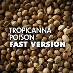 Semillas | Tropicanna Poison | Fast Version | 10 semillas | Granel