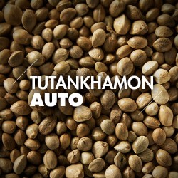 Semillas | Tutankhamon | Auto | 10 semillas | Granel