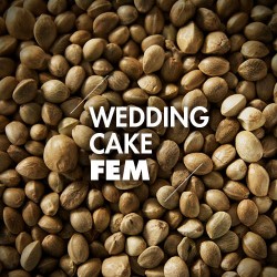 Semillas | Wedding Cake | Fem | 10 semillas | Granel