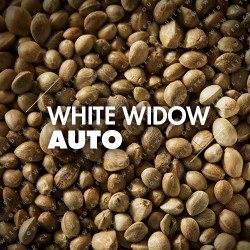 Semillas | White Widow | Auto | 10 semillas | Granel