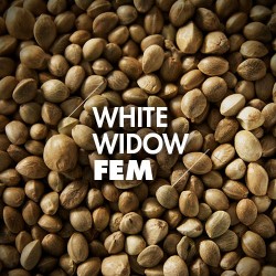 Semillas | White Widow | Fem | 10 semillas | Granel