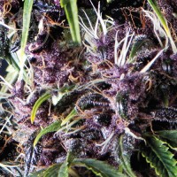 Semillas | Purple | Auto | 3+1 semillas | Pyramid Seeds
