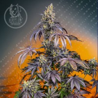 Semillas | Red Gorilla Girl XL | The Red Family | Auto | 3+1 semillas | Sweet Seeds	