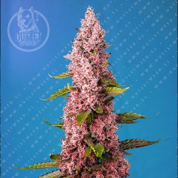 Semillas | Red Hot Cookies | The Red Family | Fem | 3+1 semillas | Sweet Seeds	