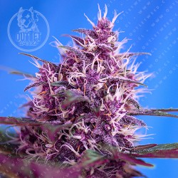 Semillas | Red Poison | The Red Family | Auto | 3+1 semillas | Sweet Seeds	