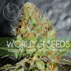 Semillas | Afghan Kush Special | Fem | 3 semillas | World Of Seeds	