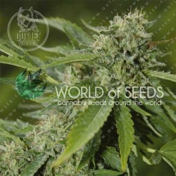 Semillas | Brazil Amazonia | Fem | 3 semillas | World Of Seeds	