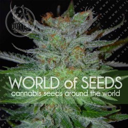 Semillas | New York 47 | Fem | 3 semillas | World Of Seeds	