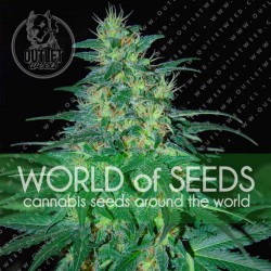 Semillas | South African Kwazulu | Fem | 3 semillas | World Of Seeds	