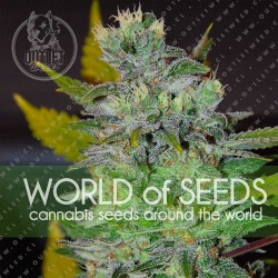 Semillas | Space | Fem | 3 semillas | World Of Seeds	