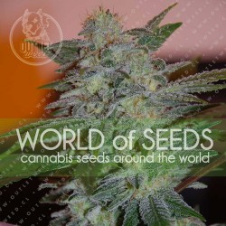 Semillas | Yumbolt 47 | Fem | 3 semillas | World Of Seeds	